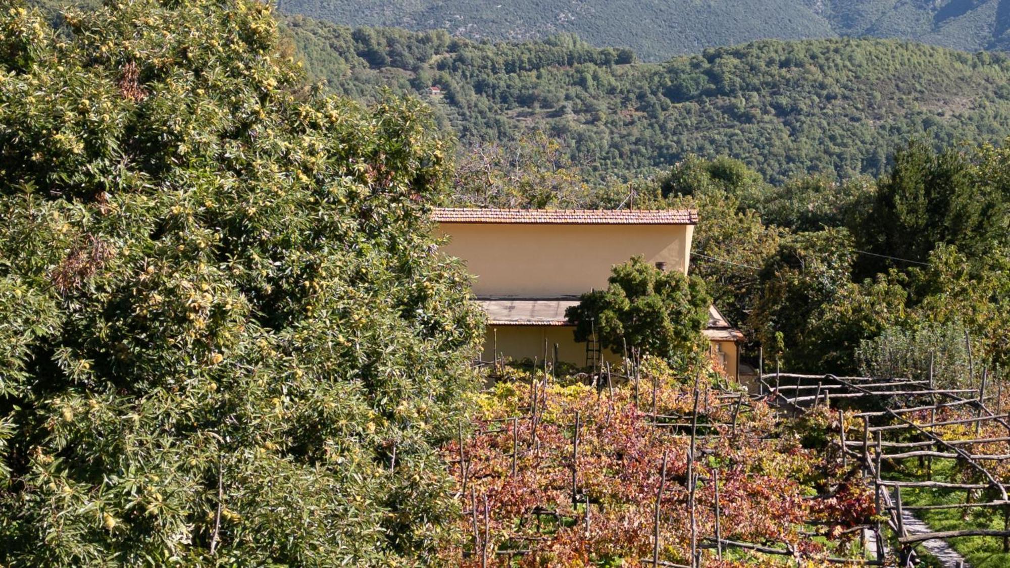 Casa Giordano Βίλα Tramonti Εξωτερικό φωτογραφία